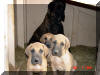 Nabilia's o8 Litter Fawn & Brindle Great Dane puppies